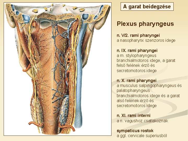 A garat beidegzése Plexus pharyngeus n. V/2. rami pharyngei a nasopharynx szenzoros idege n.