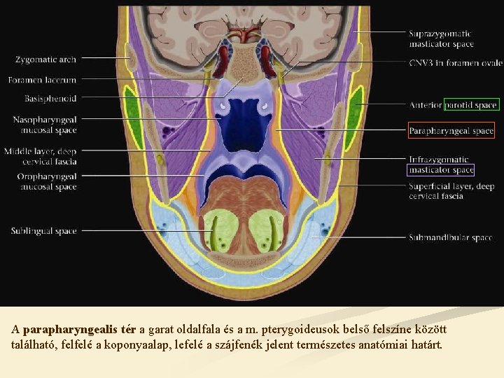 A parapharyngealis tér a garat oldalfala és a m. pterygoideusok belső felszíne között található,