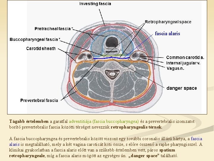 fascia alaris danger space Tágabb értelemben a garatfal adventitiája (fascia buccopharyngea) és a prevertebralis