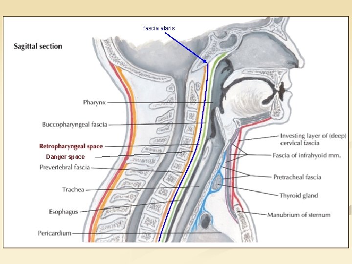 fascia alaris Danger space 