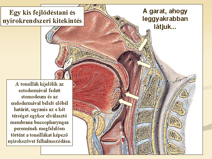 Egy kis fejlődéstani és nyirokrendszeri kitekintés A tonsillák kijelölik az ectodermával fedett stomodeum és