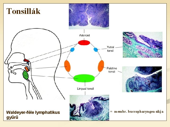 Tonsillák Waldeyer-féle lymphatikus gyűrű = membr. buccopharyngea síkja 