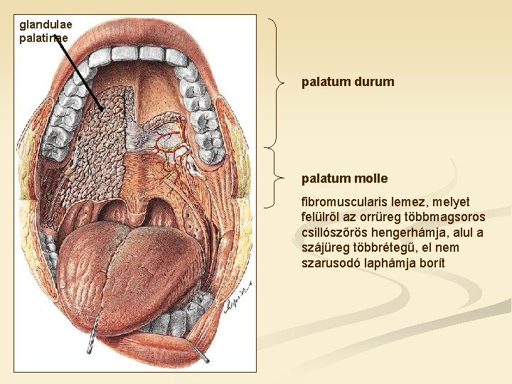 glandulae palatinae palatum durum palatum molle fibromuscularis lemez, melyet felülről az orrüreg többmagsoros csillószőrös