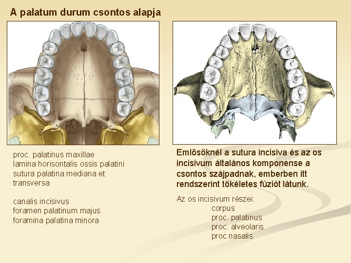 A palatum durum csontos alapja proc. palatinus maxillae lamina horisontalis ossis palatini sutura palatina