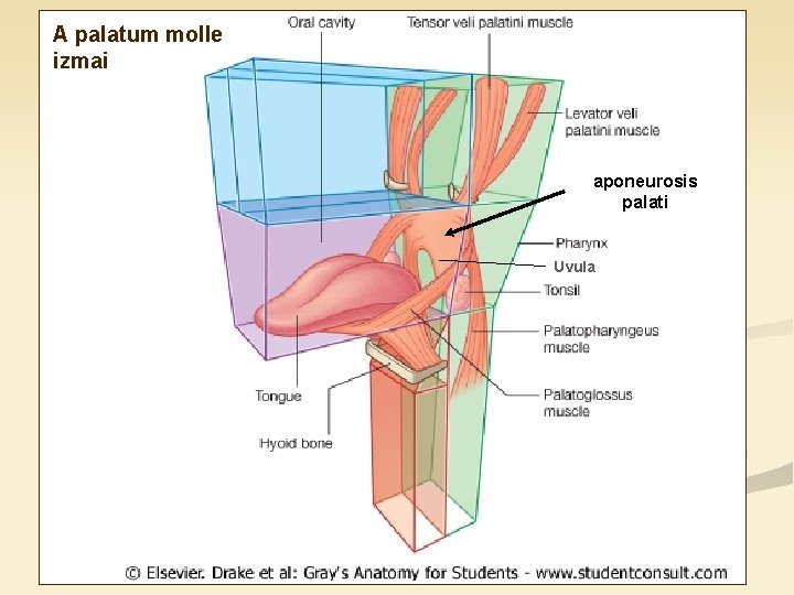 A palatum molle izmai aponeurosis palati Uvula 