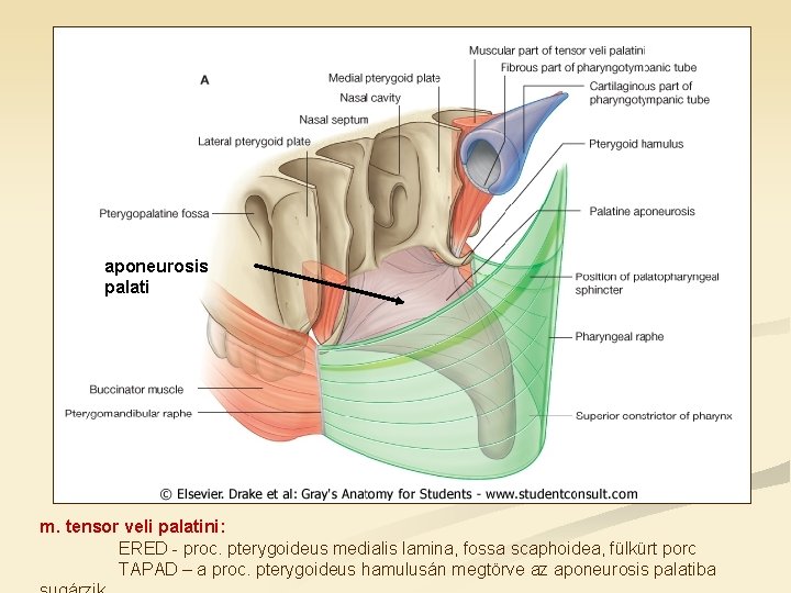aponeurosis palati m. tensor veli palatini: ERED - proc. pterygoideus medialis lamina, fossa scaphoidea,