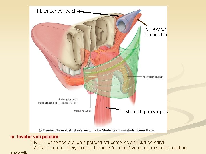 M. tensor veli palatini M. levator veli palatini M. palatopharyngeus m. levator veli palatini: