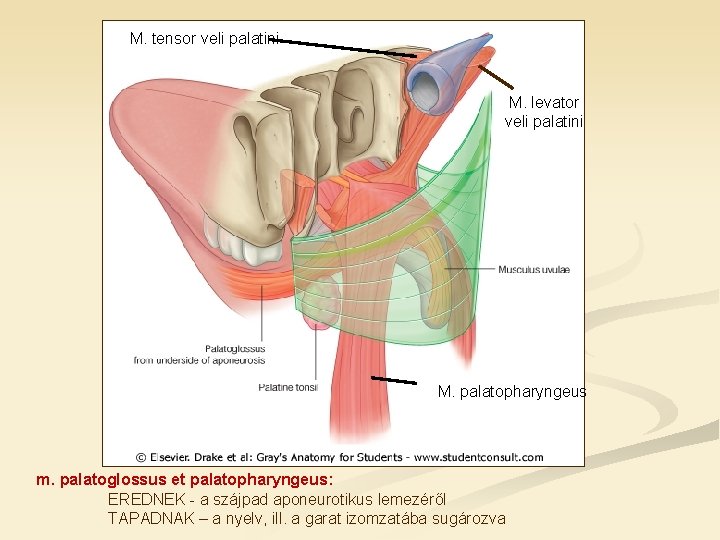 M. tensor veli palatini M. levator veli palatini M. palatopharyngeus m. palatoglossus et palatopharyngeus: