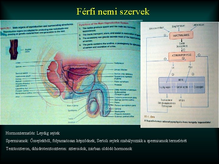 Férfi nemi szervek Hormontermelés: Leydig sejtek Spermiumok: Őssejtekből, folyamatosan képződnek, Sertoli sejtek szabályozzák a