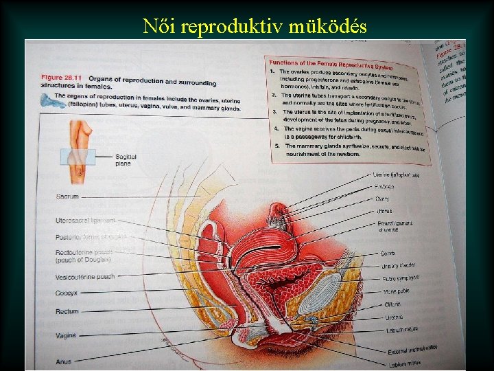 Női reproduktiv müködés 