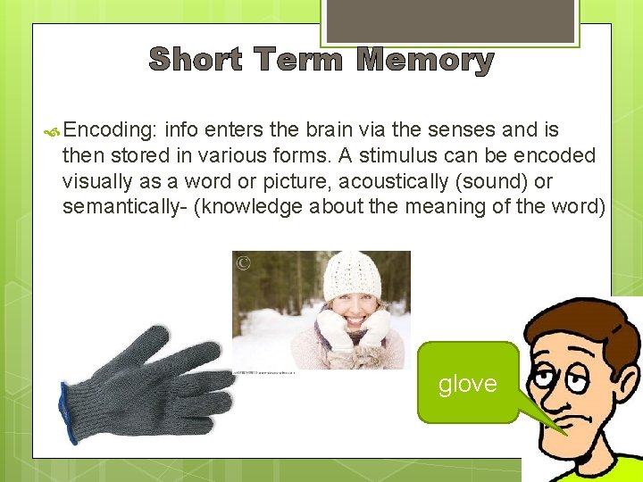 Short Term Memory Encoding: info enters the brain via the senses and is then