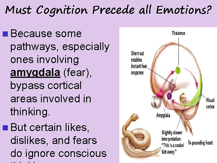 Must Cognition Precede all Emotions? n Because some pathways, especially ones involving amygdala (fear),