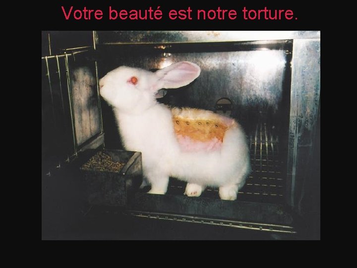 Votre beauté est notre torture. 