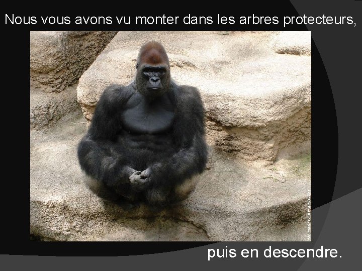 Nous vous avons vu monter dans les arbres protecteurs, puis en descendre. 