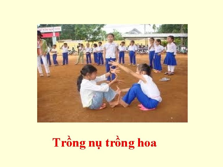 Trồng nụ trồng hoa 