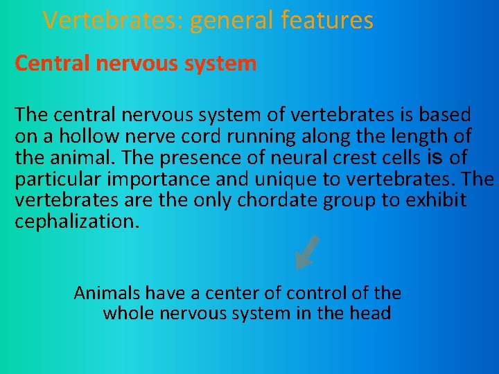 Vertebrates: general features Central nervous system The central nervous system of vertebrates is based