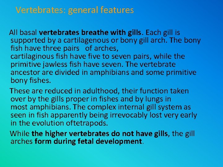 Vertebrates: general features All basal vertebrates breathe with gills. Each gill is supported by