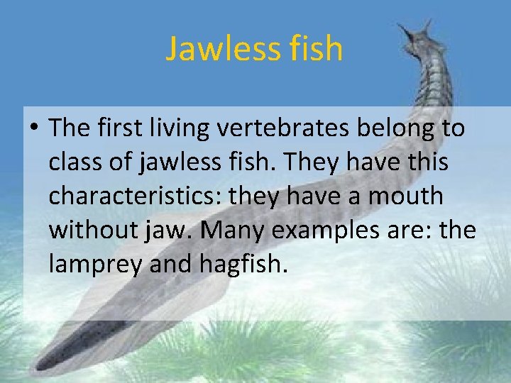 Jawless fish • The first living vertebrates belong to class of jawless fish. They