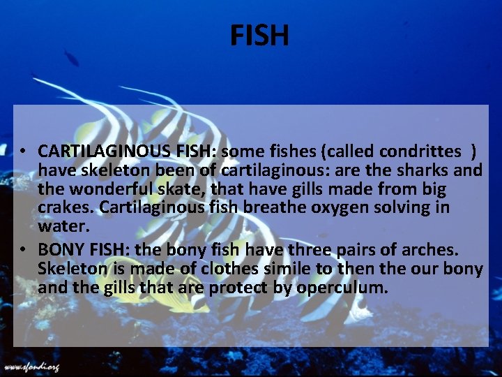 FISH • CARTILAGINOUS FISH: some fishes (called condrittes ) have skeleton been of cartilaginous: