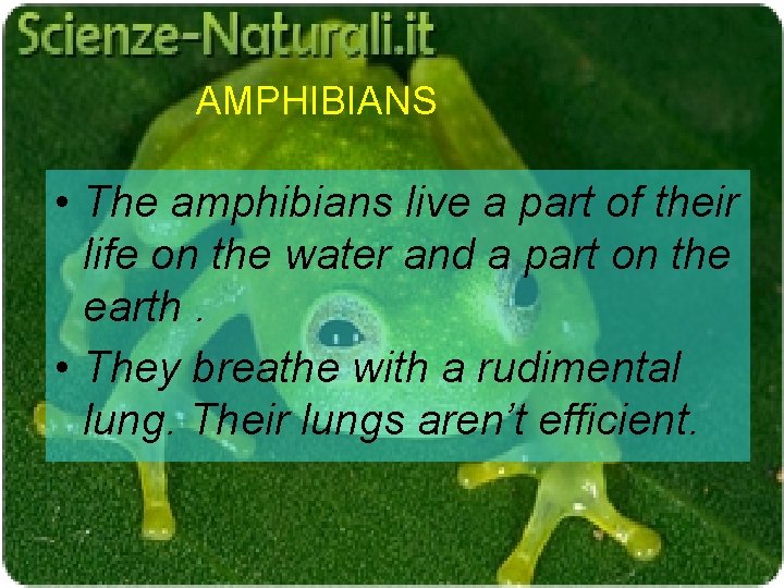 AMPHIBIANS • The amphibians live a part of their life on the water and