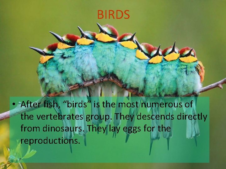 BIRDS • After fish, “birds” is the most numerous of the vertebrates group. They