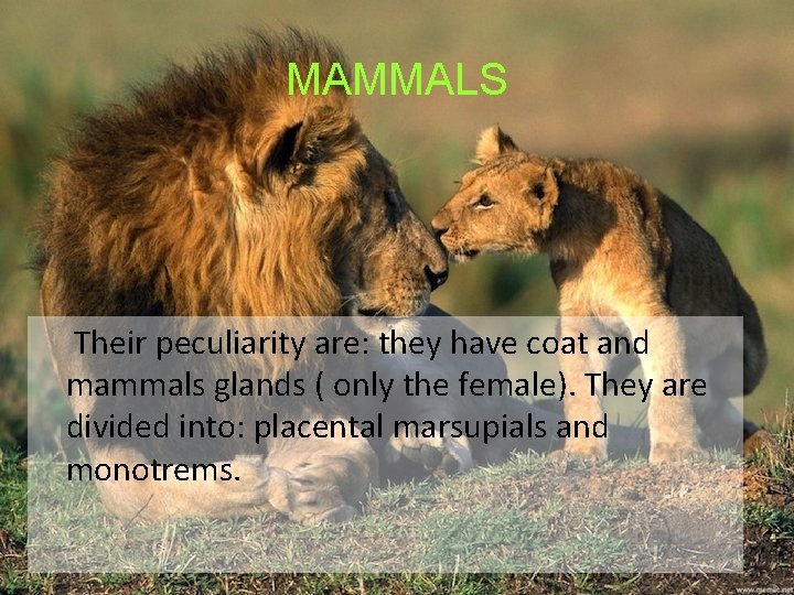 MAMMALS Their peculiarity are: they have coat and mammals glands ( only the female).