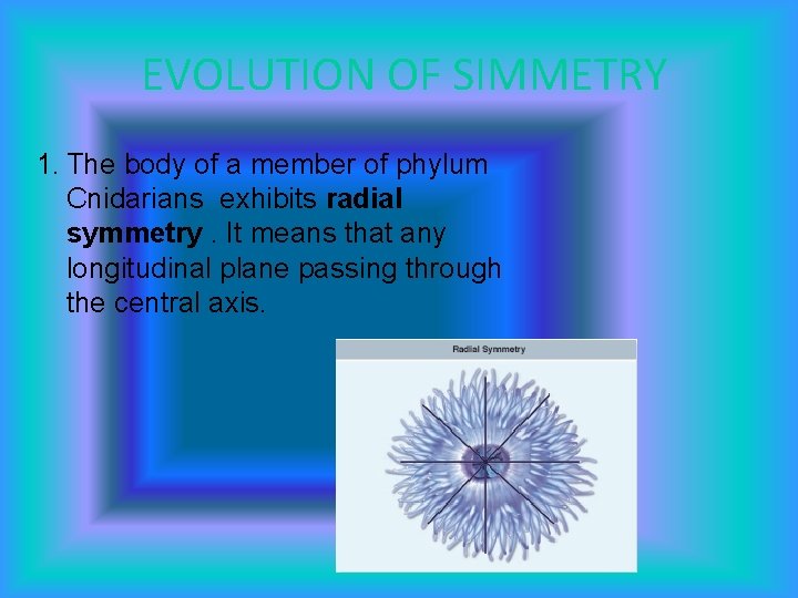 EVOLUTION OF SIMMETRY 1. The body of a member of phylum Cnidarians exhibits radial