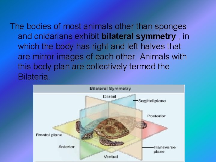 The bodies of most animals other than sponges and cnidarians exhibit bilateral symmetry ,