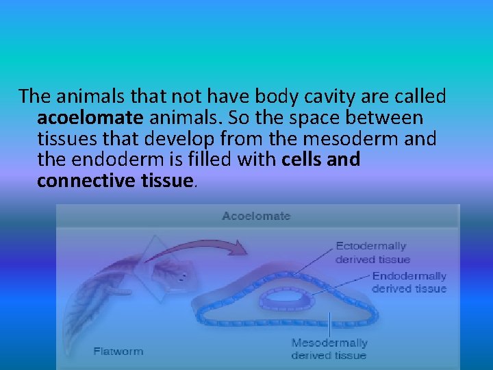 The animals that not have body cavity are called acoelomate animals. So the space