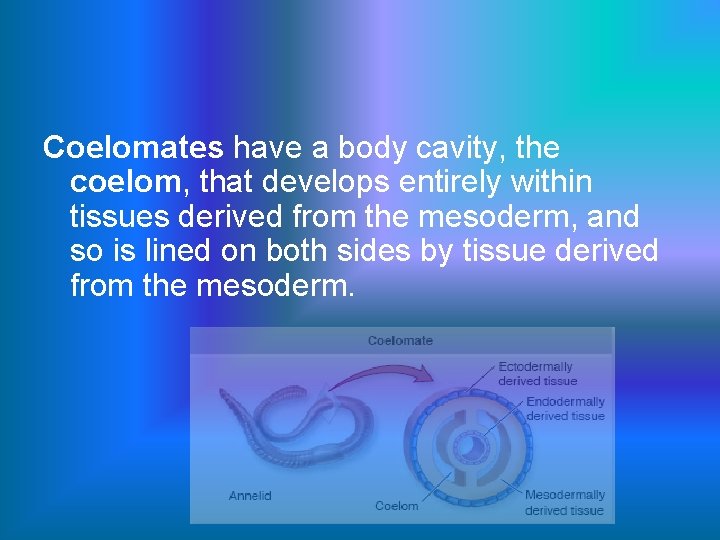 Coelomates have a body cavity, the coelom, that develops entirely within tissues derived from
