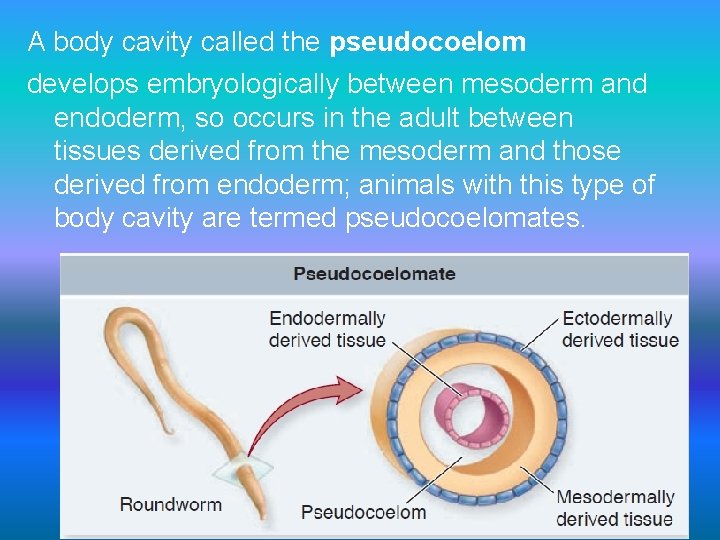 A body cavity called the pseudocoelom develops embryologically between mesoderm and endoderm, so occurs