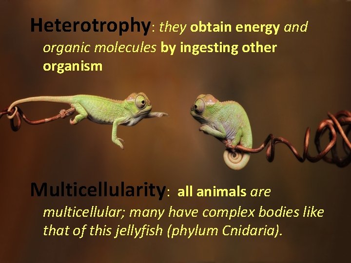 Heterotrophy: they obtain energy and organic molecules by ingesting other organism Multicellularity: all animals