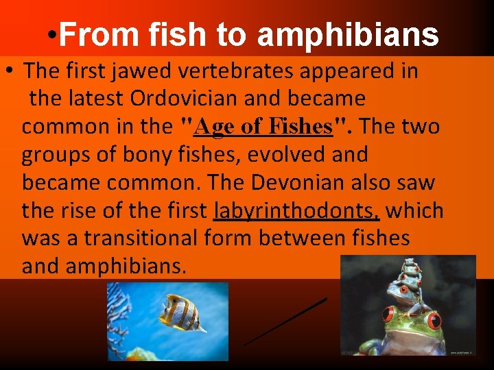  • From fish to amphibians • The first jawed vertebrates appeared in the