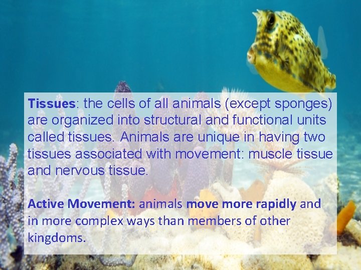 Tissues: the cells of all animals (except sponges) are organized into structural and functional