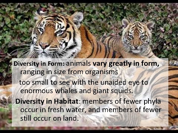 Diversity in Form: animals vary greatly in form, ranging in size from organisms too