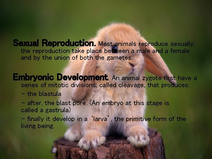 Sexual Reproduction. Most animals reproduce sexually: the reproduction take place between a male and