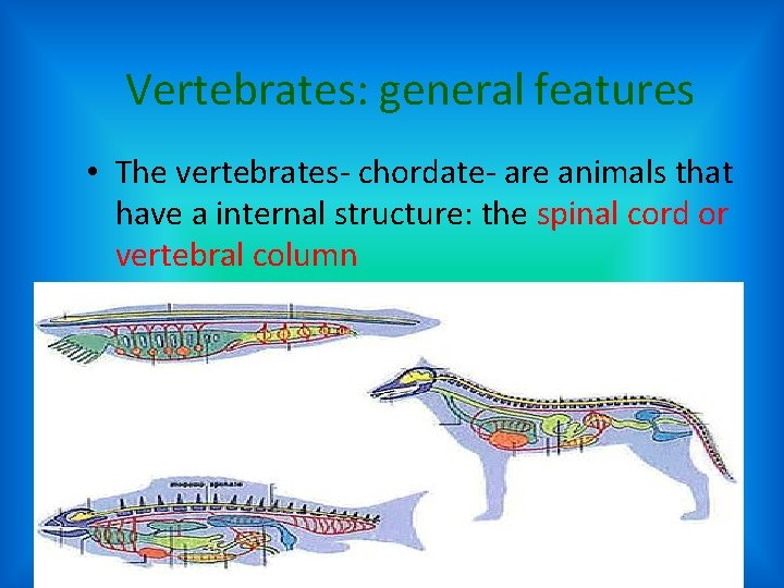 Vertebrates: general features • The vertebrates- chordate- are animals that have a internal structure: