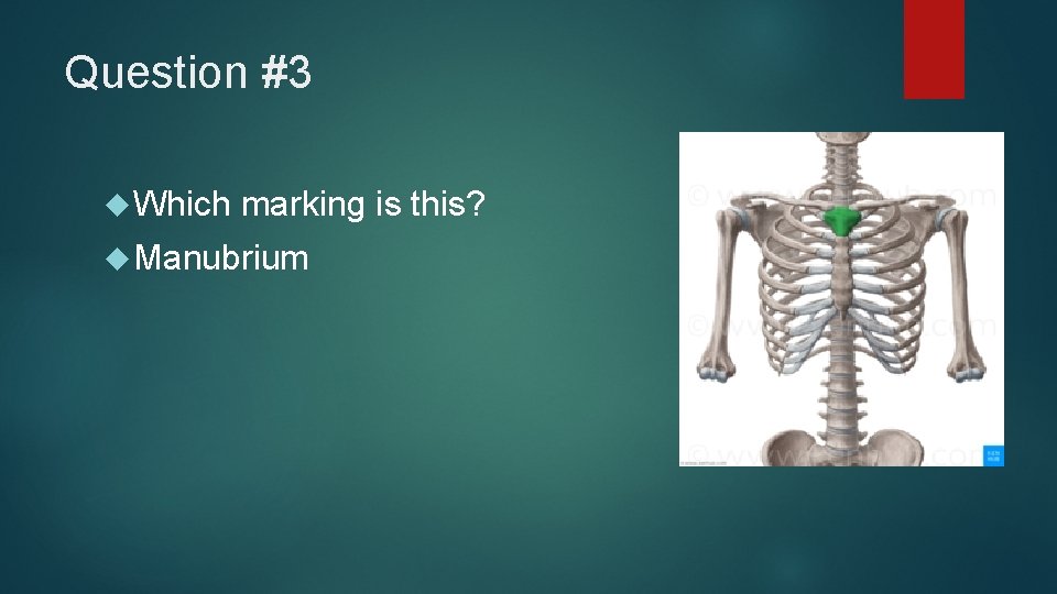 Question #3 Which marking is this? Manubrium 