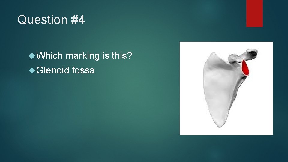 Question #4 Which marking is this? Glenoid fossa 