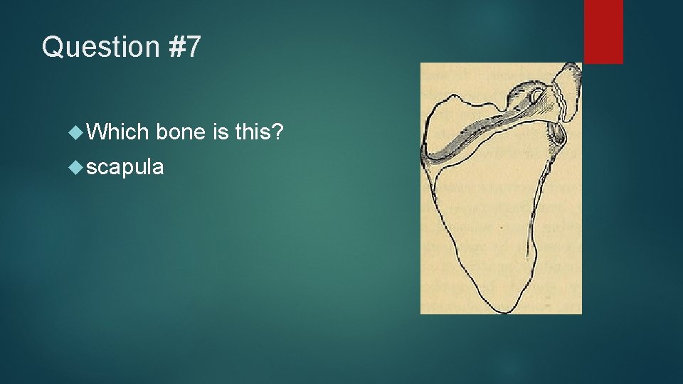 Question #7 Which bone is this? scapula 