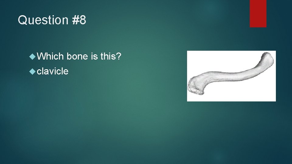 Question #8 Which bone is this? clavicle 