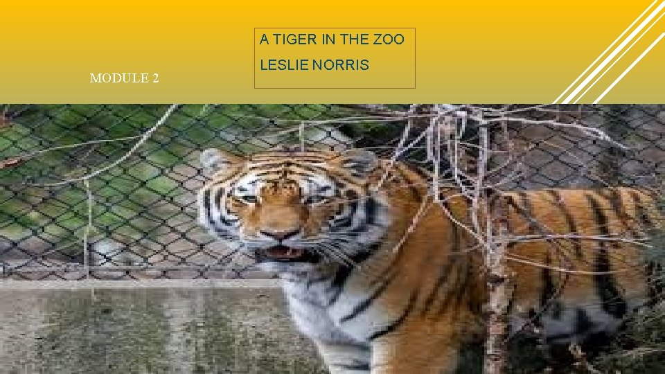 A TIGER IN THE ZOO MODULE 2 LESLIE NORRIS 