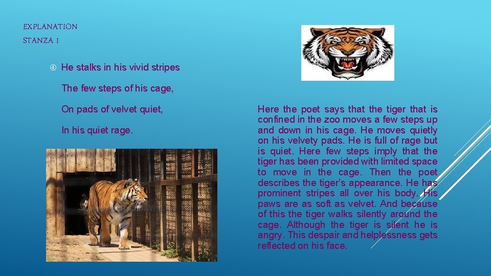 EXPLANATION STANZA 1 He stalks in his vivid stripes The few steps of his