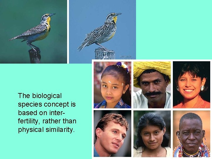 The biological species concept is based on interfertility, rather than physical similarity. 
