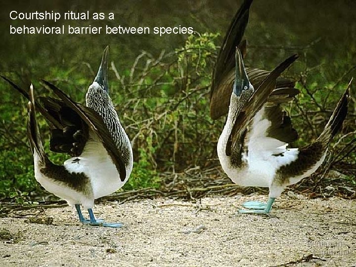 Courtship ritual as a behavioral barrier between species. 