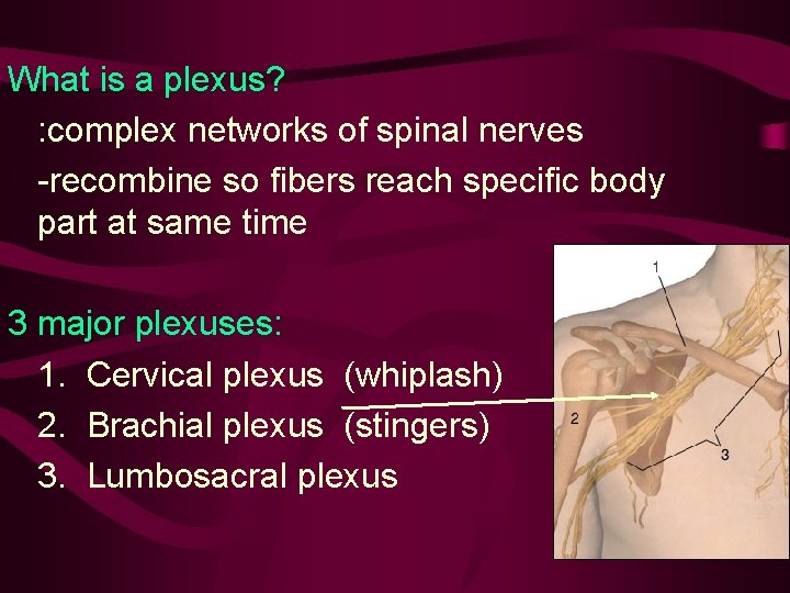 What is a plexus? : complex networks of spinal nerves -recombine so fibers reach