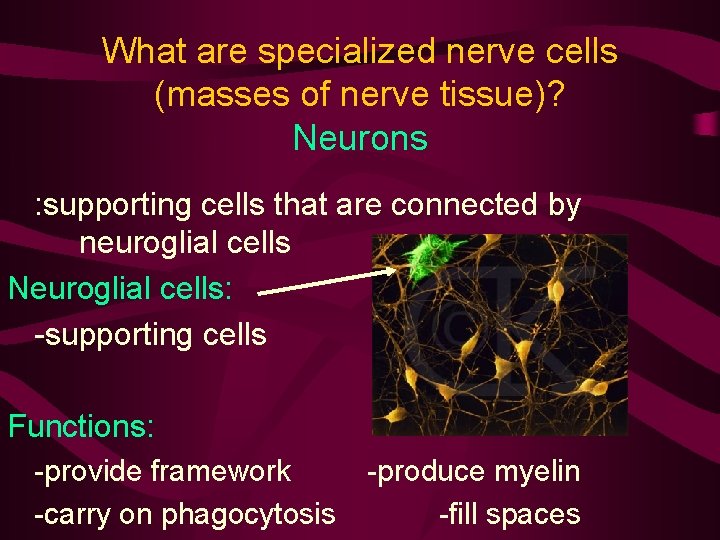 What are specialized nerve cells (masses of nerve tissue)? Neurons : supporting cells that