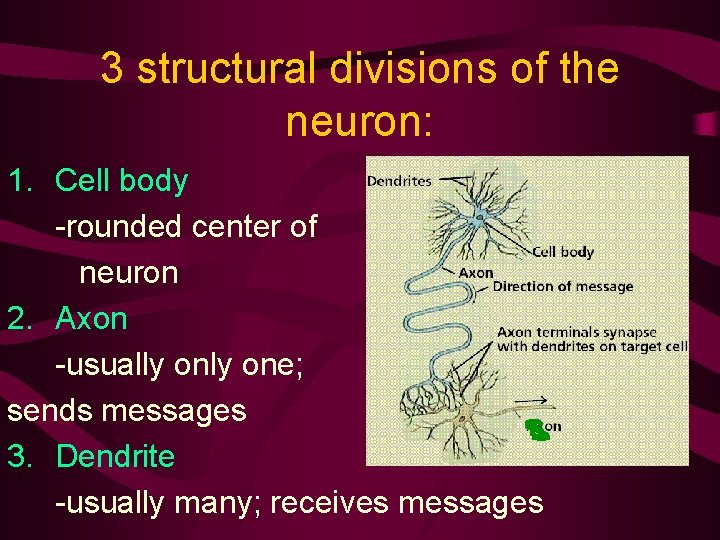 3 structural divisions of the neuron: 1. Cell body -rounded center of neuron 2.