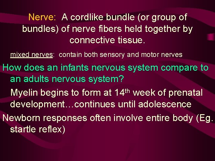 Nerve: A cordlike bundle (or group of bundles) of nerve fibers held together by
