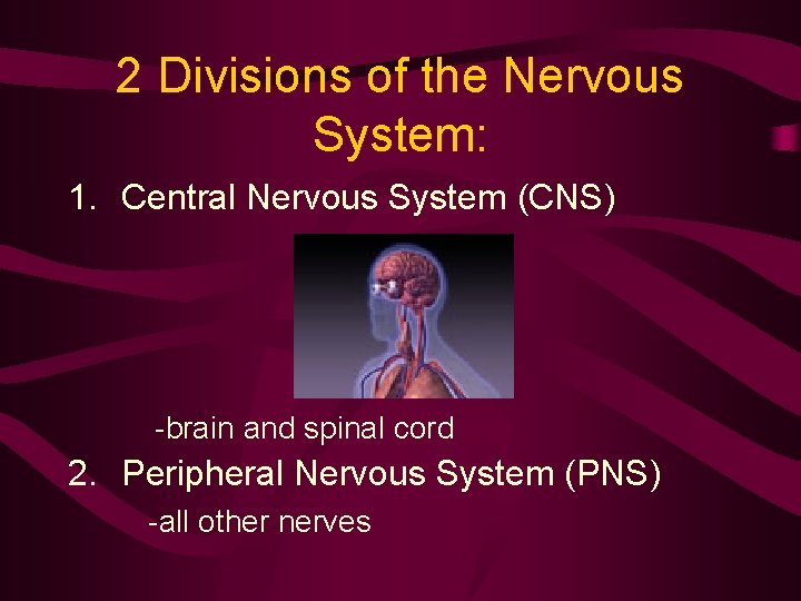 2 Divisions of the Nervous System: 1. Central Nervous System (CNS) -brain and spinal